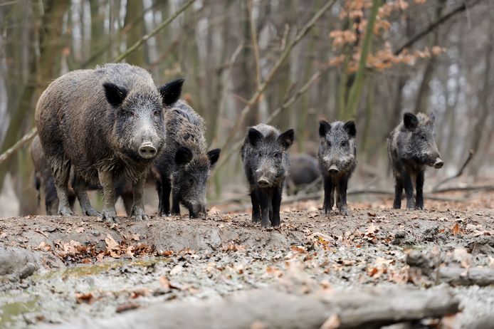 Wandelen-everzwijnen.jpg