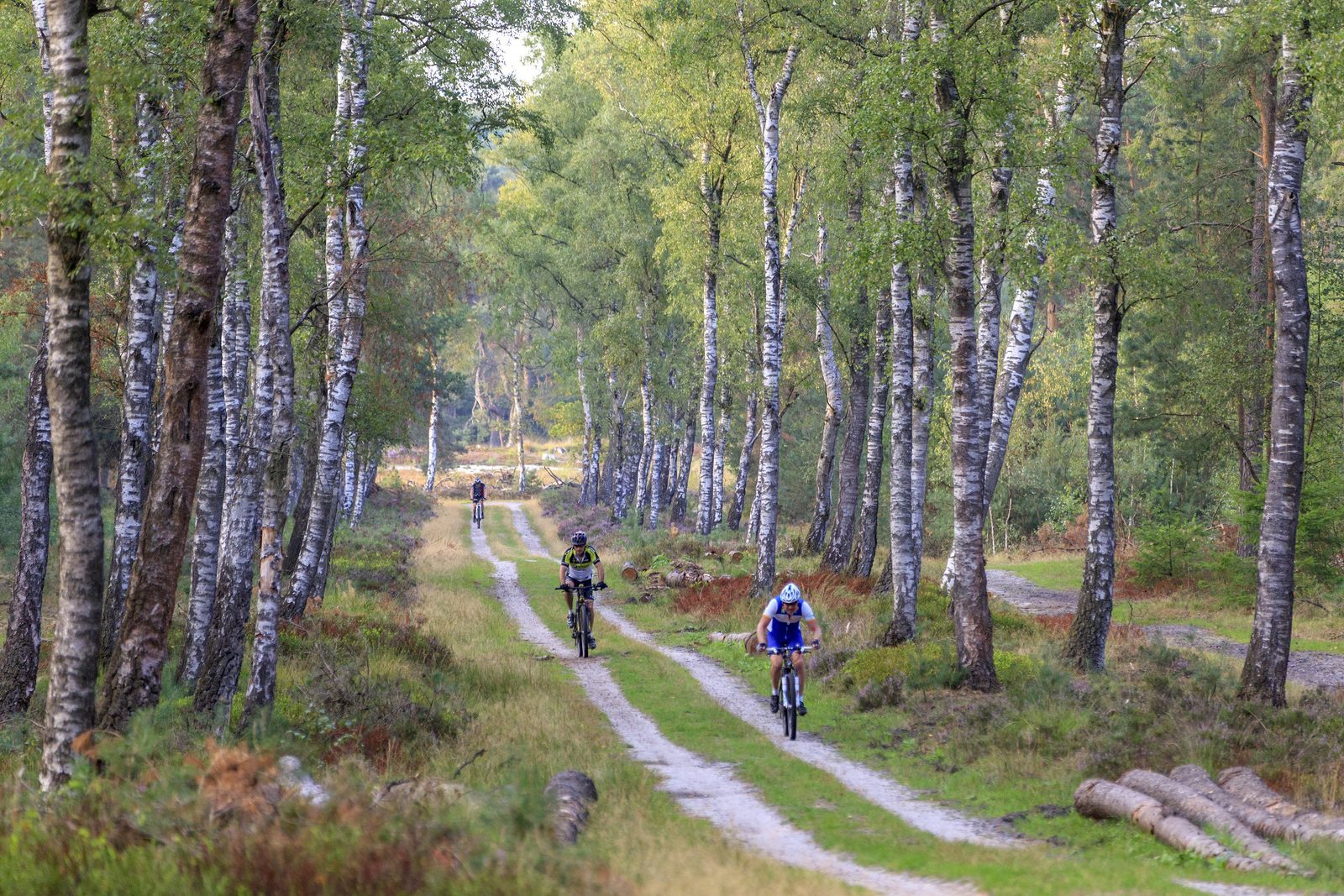 resort-veluwe-fietsen-bossen.jpg