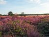 Landal Gooise Heide