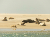 Landal Ameland State