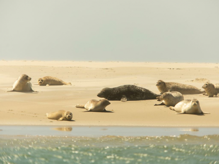 Landal Ameland State
