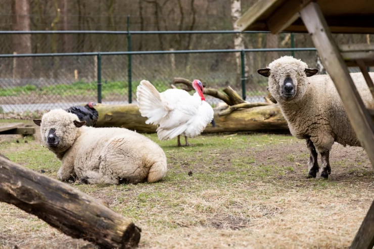 De Veluwse Hoevegaerde