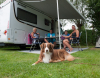 Camping Duinoord