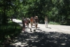 Vakantiepark Herperduin