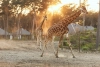 Safari Resort Beekse Bergen