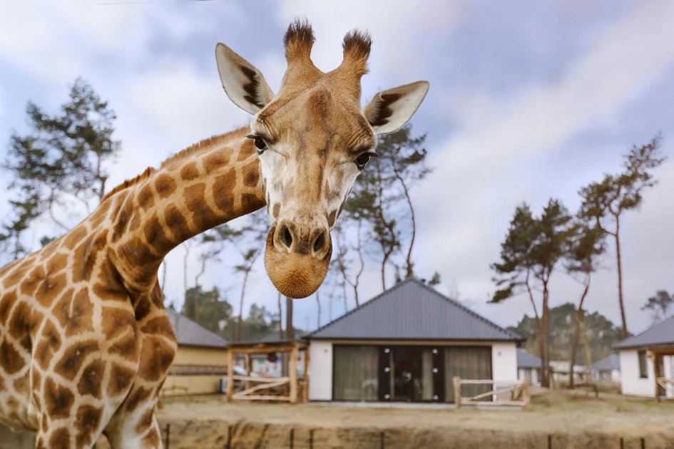 De 25 Leukste Pretparken in Nederland voor een Dagje Uit Met het Gezin