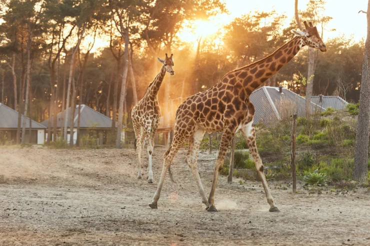 Safari Resort Beekse Bergen
