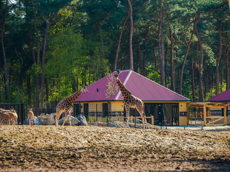 Safari Resort Beekse Bergen