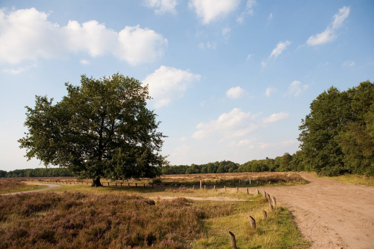 De Wielerbaan