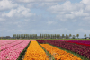 Roompot Park Wijdenes