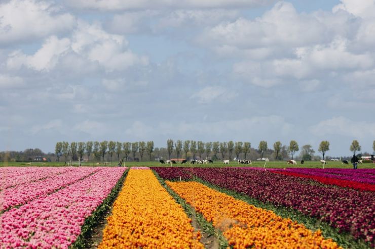 Roompot Park Wijdenes